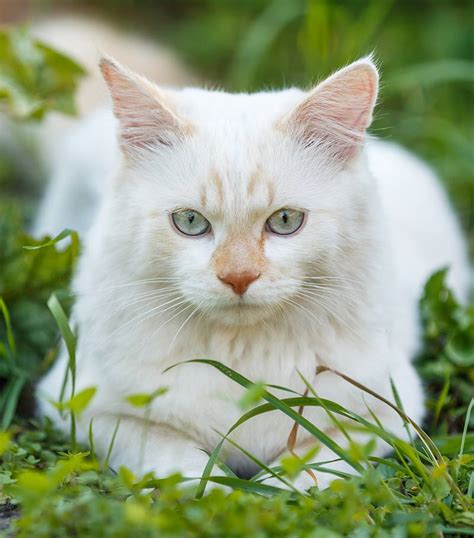 Turkish Van Cat - A Complete Guide To An Amazing Breed