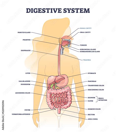 Intestine Diagram Anatomy