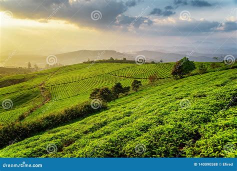 Fantastic View of Tea Plantation at Sunset Stock Photo - Image of hill, asian: 140090588