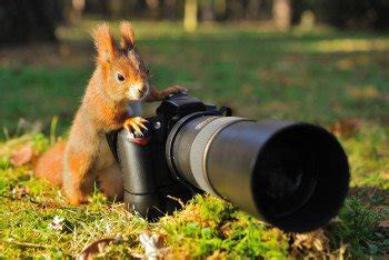 Tips for Wildlife Photography | Homesteading Simple Self Sufficient Off-The-Grid | Homesteading.com