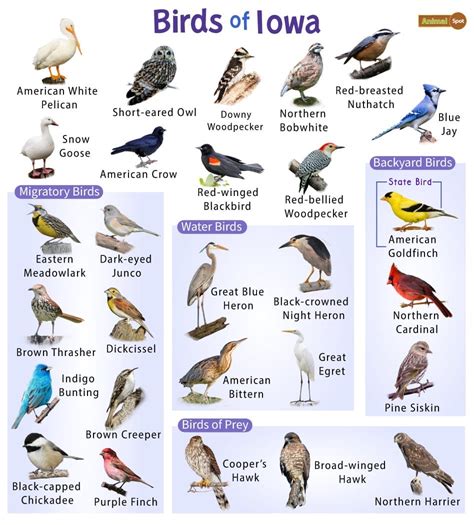 10 Surprising Facts About Birds Of Iowa