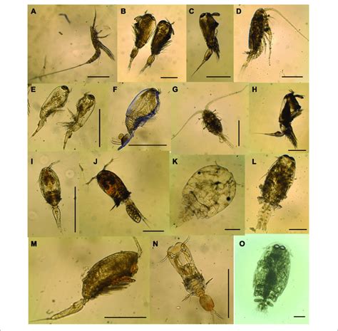 | Examples of common species of copepods collected during October to ...