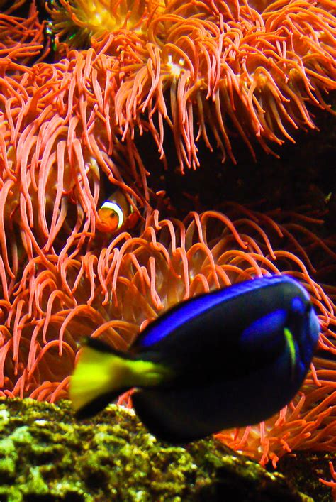 Finding Nemo | Giorgio Nicodemo | Flickr