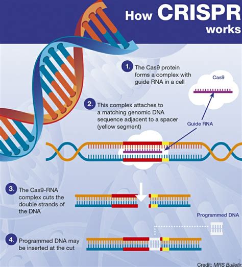 CRISPR Technology - INSIGHTSIAS