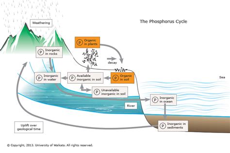 What are the steps of the phosphorus cycle? | Socratic