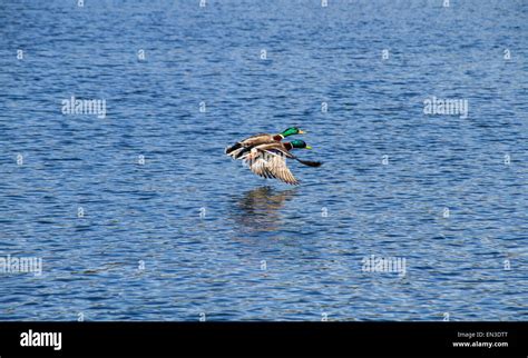 Dundee, Scotland, UK, 27th April 2015. UK Weather. Spring is the mating season for Mallard Ducks ...