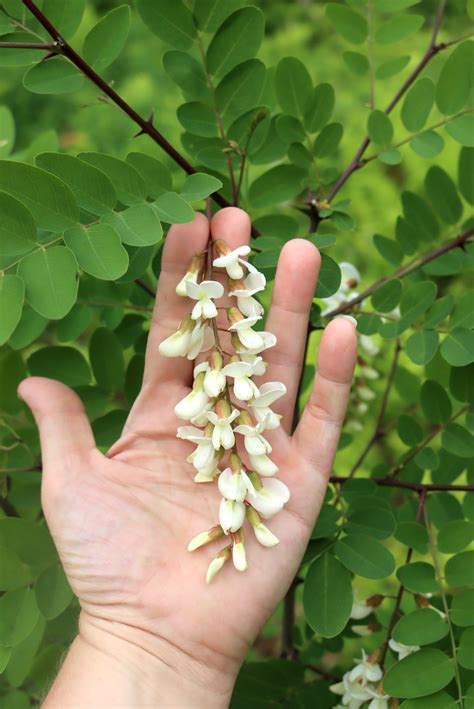 Black Locust Flower Tea | Best Flower Site