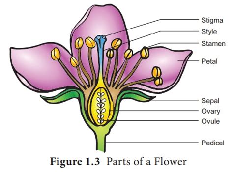 Female Reproductive Organ In Plants - Mangatur