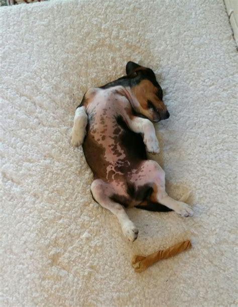 Roly napping | Animals, Dogs, Beagle