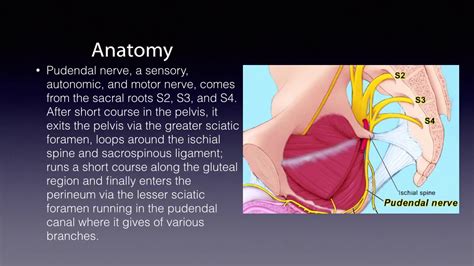 Pudendal Nerve Block - YouTube