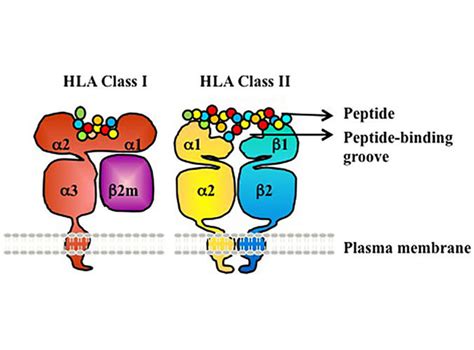 HLA Gene May Predict if Cancer Immunotherapy Will Work - NCI