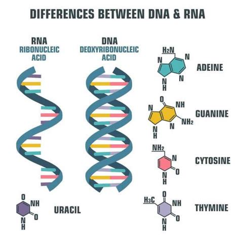 DNA Replication - Definition, Classification, Process, Examples & FAQs