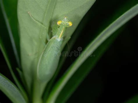 Macro Photo of Praying Mantis Camouflage on Green Leaf Stock Image ...