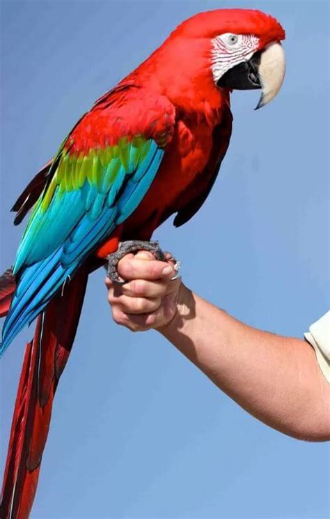 Scarlet macaw - Reproduction Diet Habitat and Lifespan