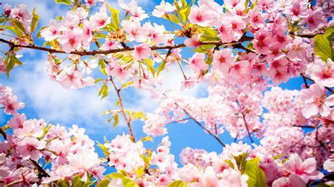 Spring Trees Wallpaper