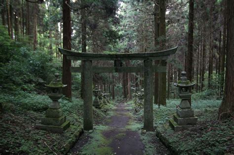 A Visit To Forest Shrine in Japan - XciteFun.net