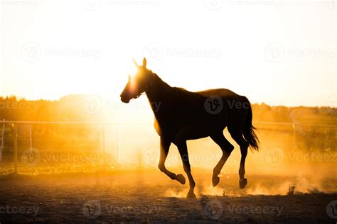 Black horse running in the paddock in the sunset. 7844855 Stock Photo at Vecteezy