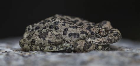 Frogs in the desert — Brad Winckelmann