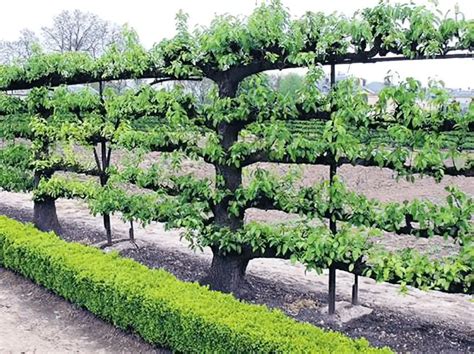 How to Espalier Apple Trees: Techniques and Benefits - Plant Instructions