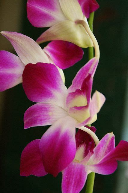 Dendrobium Orchids | Dendrobium orchids, Beautiful orchids, Tropical ...