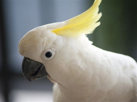 cockatoo, Parrot, Bird, Tropical, 69