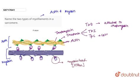 Name the two types of myofilaments in a sarcomere.