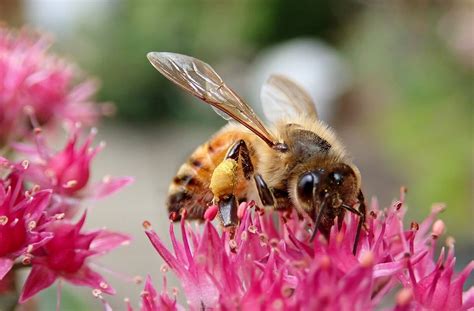 Top garden choices that are bee-friendly | Dimple Times