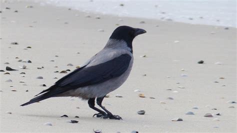 Hooded Crow | MarkEisingBirding