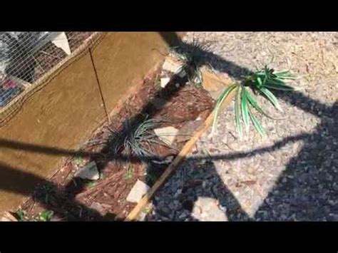 Button Quail Breeding TIPS for Outdoor Aviary - YouTube