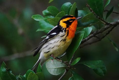 Blackburnian Warbler, male (1280x862).jpg | BirdForum