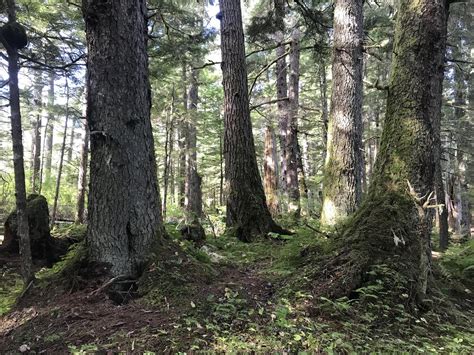 Seeing the Forest for the Trees | Audubon Alaska