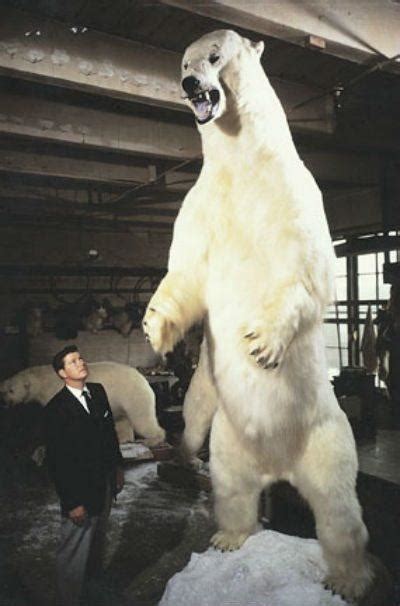 Biggest polar bear - Zooologist