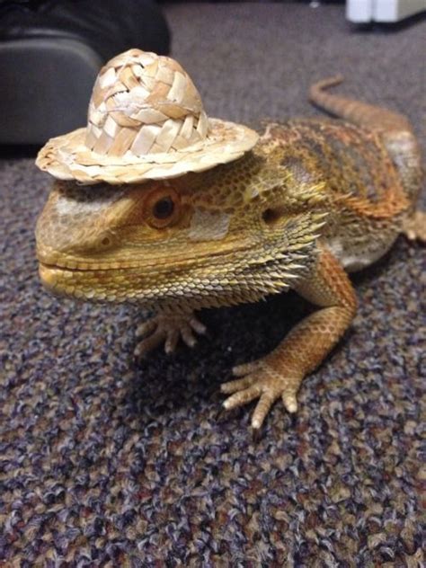 Cool hat! | Cool hats, Bearded dragon, Animals