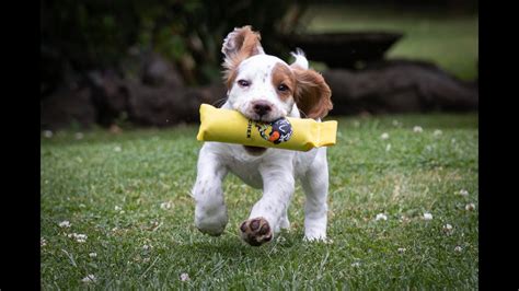 Gundog Training - Working Cocker Spaniel Puppy “Training With Twig” - YouTube