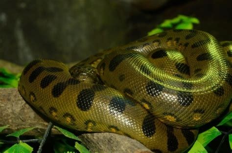 Green Anaconda Facts and Pictures