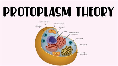 PROTOPLASM THEORY | CELL BIOLOGY | Malayalam | Bio Ocean by Sheethal Maria - YouTube