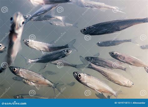 Bait Fish Freshwater Underwater. Common Bleak Close Up Stock Image - Image of fauna, freshwater ...