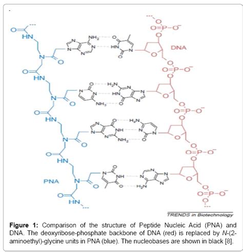 advanced-techniqe-Peptide-Nucleic-Acid