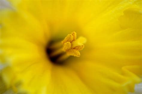 Yellow Flower - Macro Free Stock Photo - Public Domain Pictures