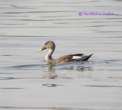 Indian Birds Photography: (delhibirdpix) birds of Pashan Lake, pune