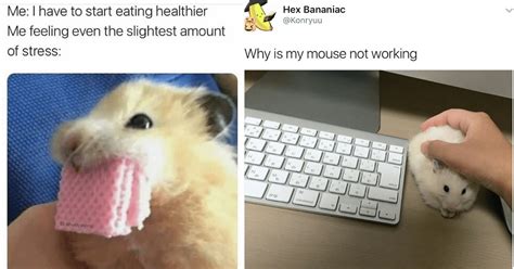 Funny Hamsters Meme