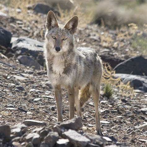 15 Photos of Nevada Wildlife