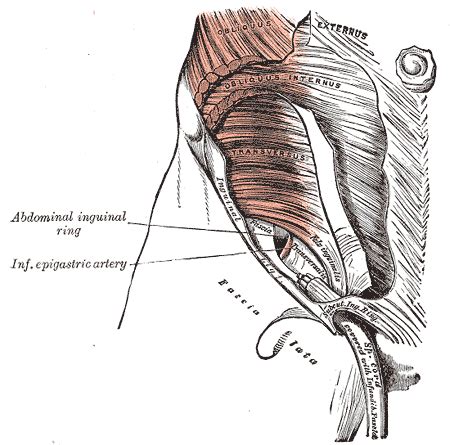 Transversalis fascia - wikidoc