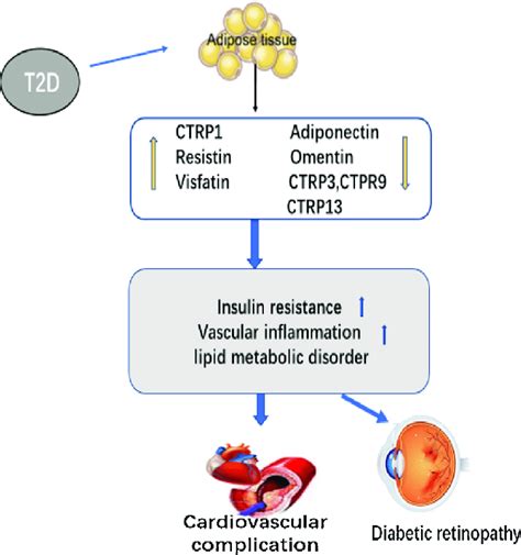 (A) The balance between pro-inflammatory adipokines and protective ...