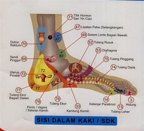 PENGOBATAN PATAH TULANG: GAMBAR TITIK REFLEXY KAKI BAGIAN DALAM