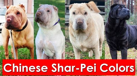 Most popular Chinese Shar-Pei Colors and their pattern You Probably Didn't Know About - YouTube