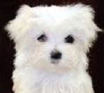 Teacup Maltese: Training & Raising Teacup Maltese Dog Breeds