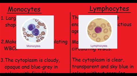 Monocytes Vs Lymphocytes |3 Min Quick differences & Explanation| - YouTube