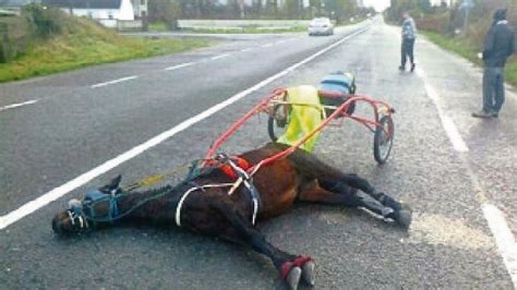 Petition · Ban Sulky Racing in Ireland - Ireland · Change.org