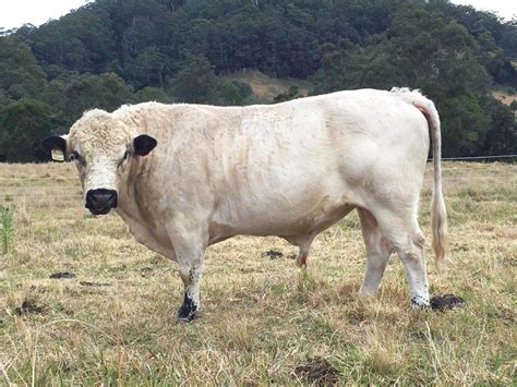 Cattle : BRITISH WHITE | RARE BREEDS TRUST OF AUSTRALIA | TidyHQ